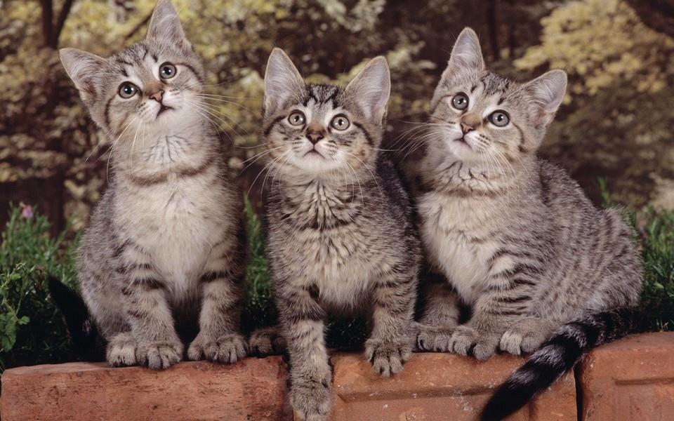 多胞胎小萌猫高清图片
