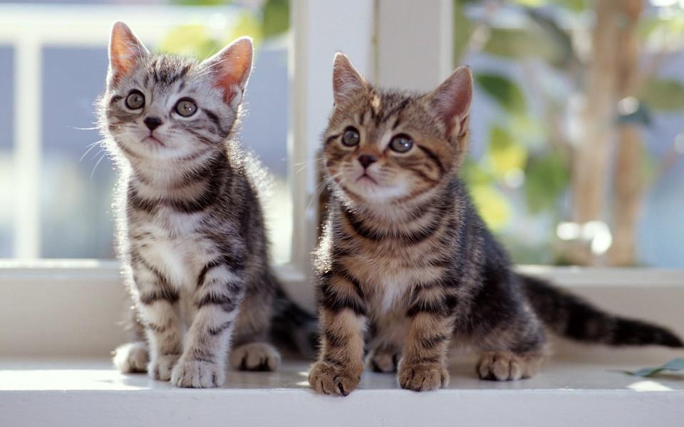 多胞胎小萌猫高清图片