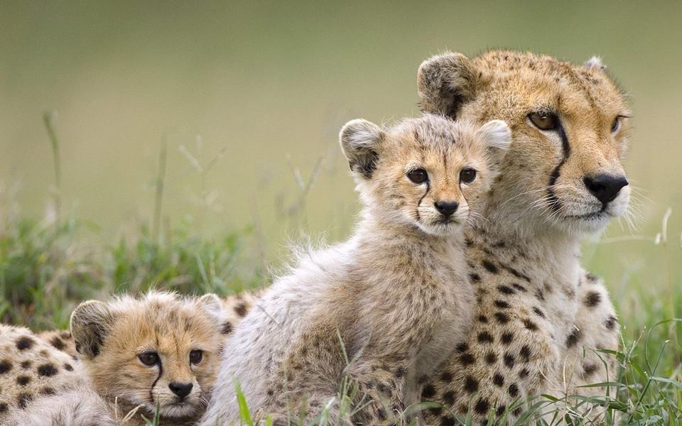 花豹图片 花豹图片大全