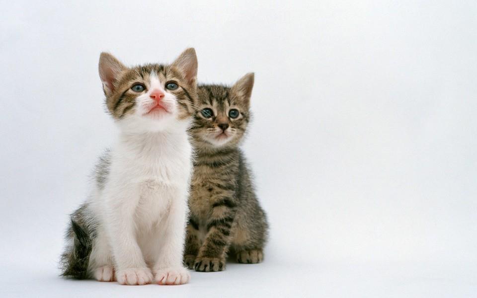 多胞胎小萌猫高清图片