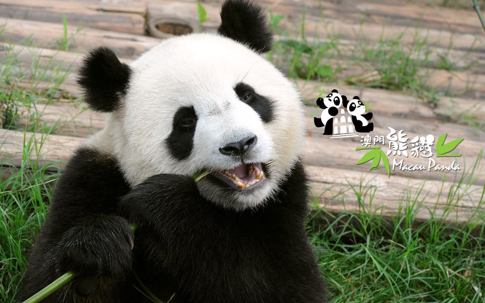 大熊猫图片 大熊猫图片大全