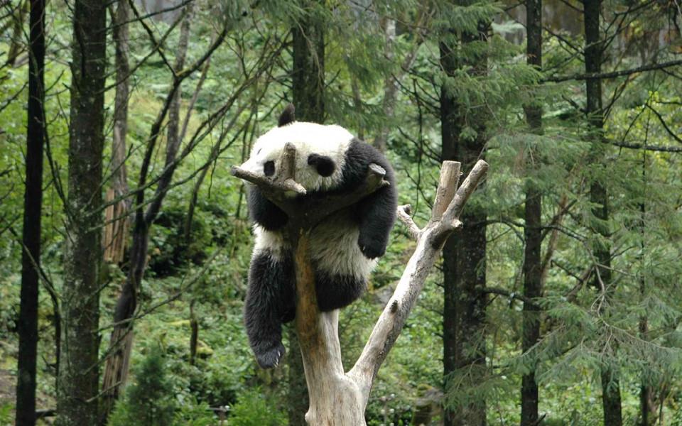 大熊猫图片 大熊猫图片大全