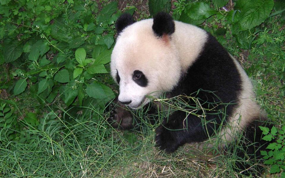 大熊猫图片 大熊猫图片大全