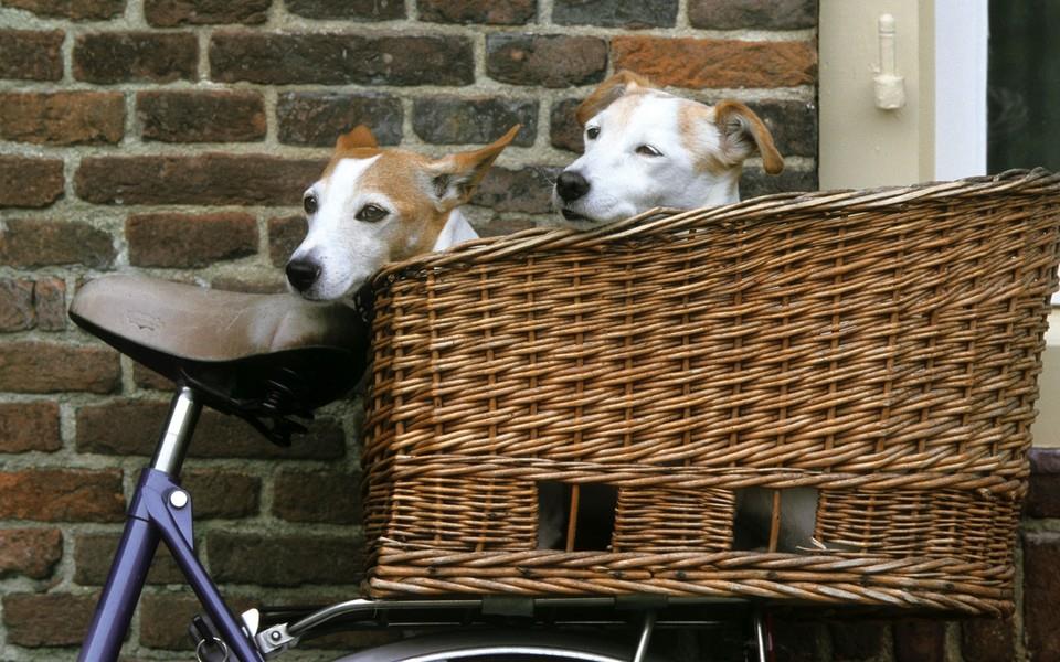 小狗狗图片 小狗狗图片大全