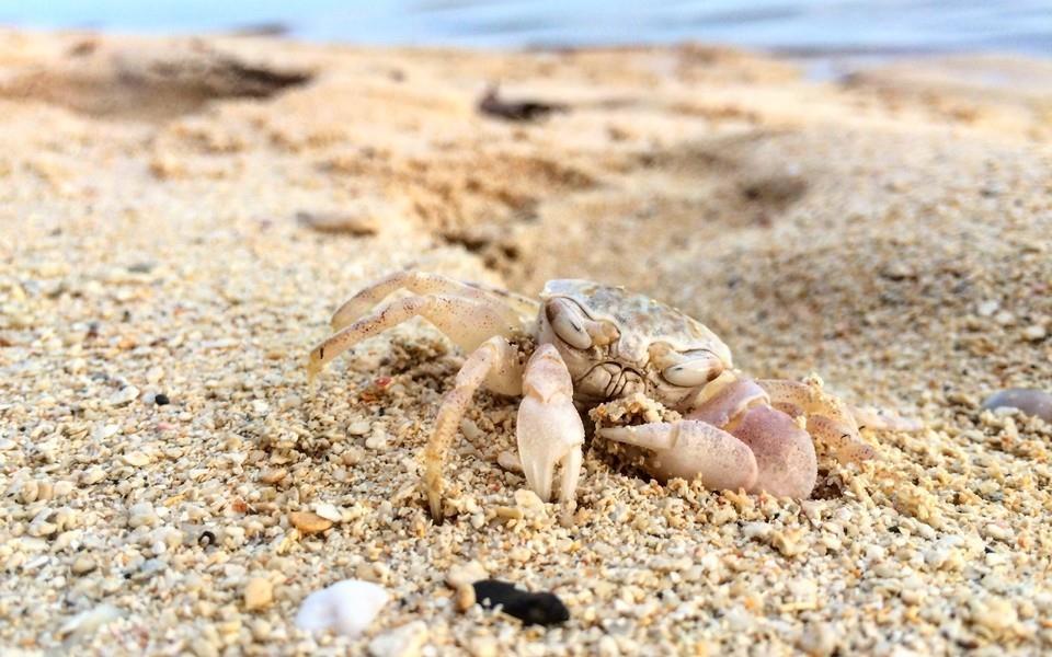 螃蟹图片 螃蟹高清图片