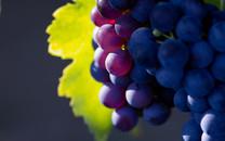 高清水果图片下载