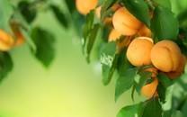 高清水果图片下载