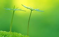 新芽嫩叶清新高清图片