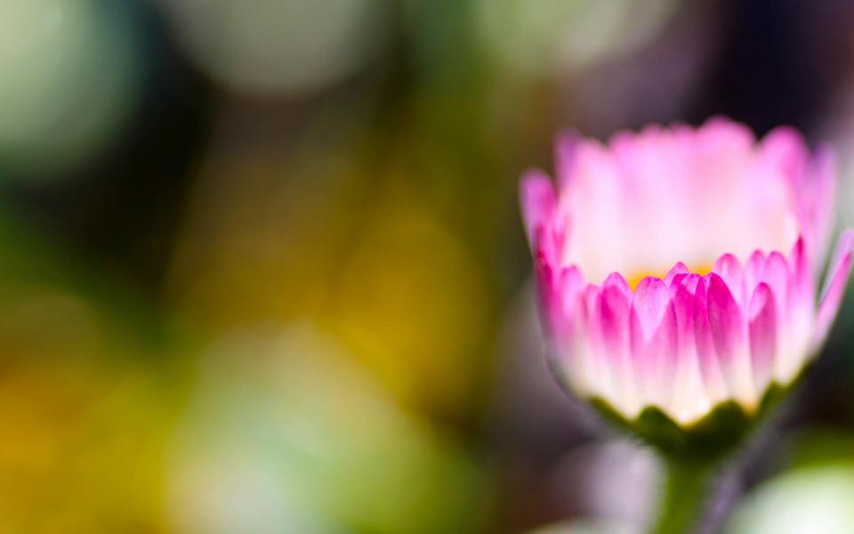 美丽的花朵唯美高清图片