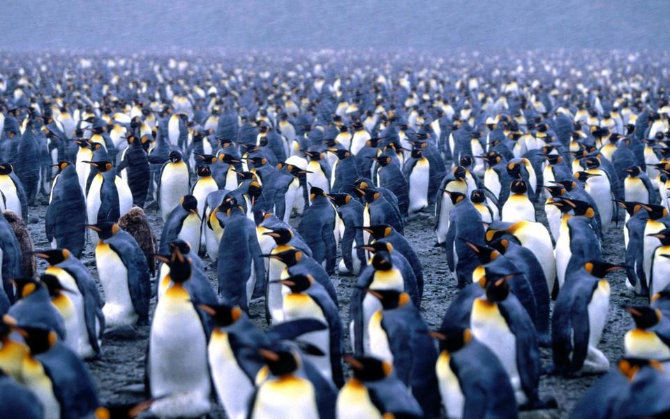 呆萌企鹅高清图片