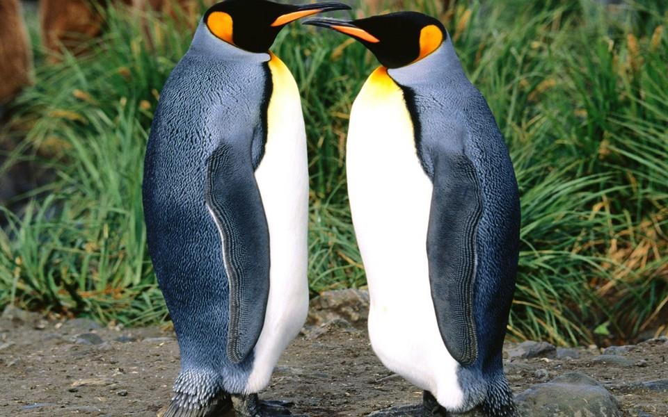 呆萌企鹅高清图片