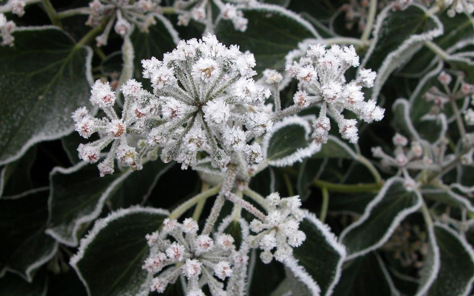 冬季植物图片 高清冬季植物图片欣赏