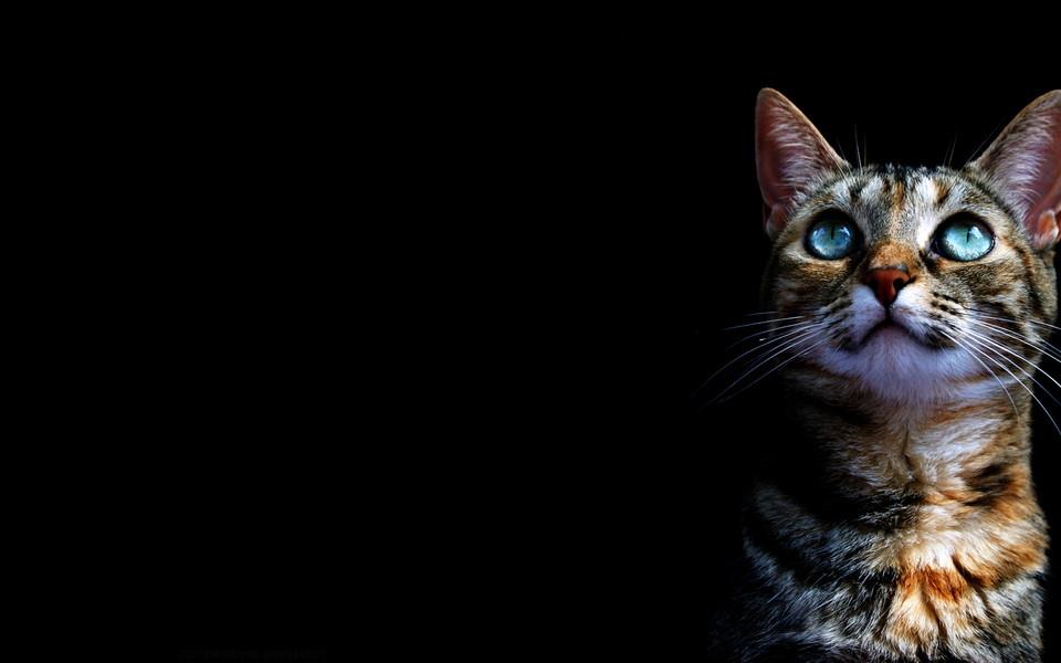 温顺可爱的小猫咪图片