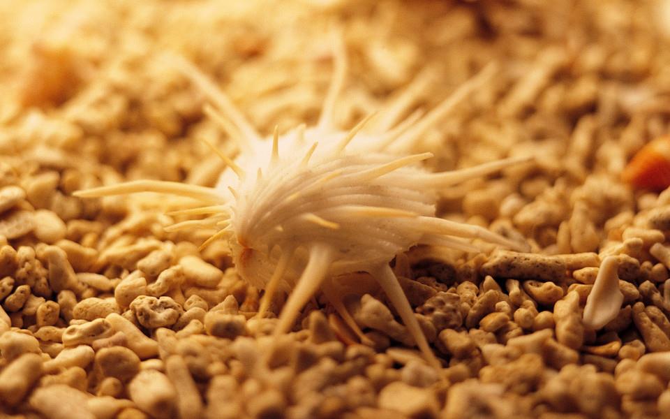 贝壳图片 好看的贝壳图片大全