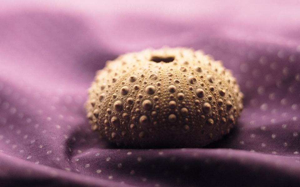 贝壳图片 好看的贝壳图片大全