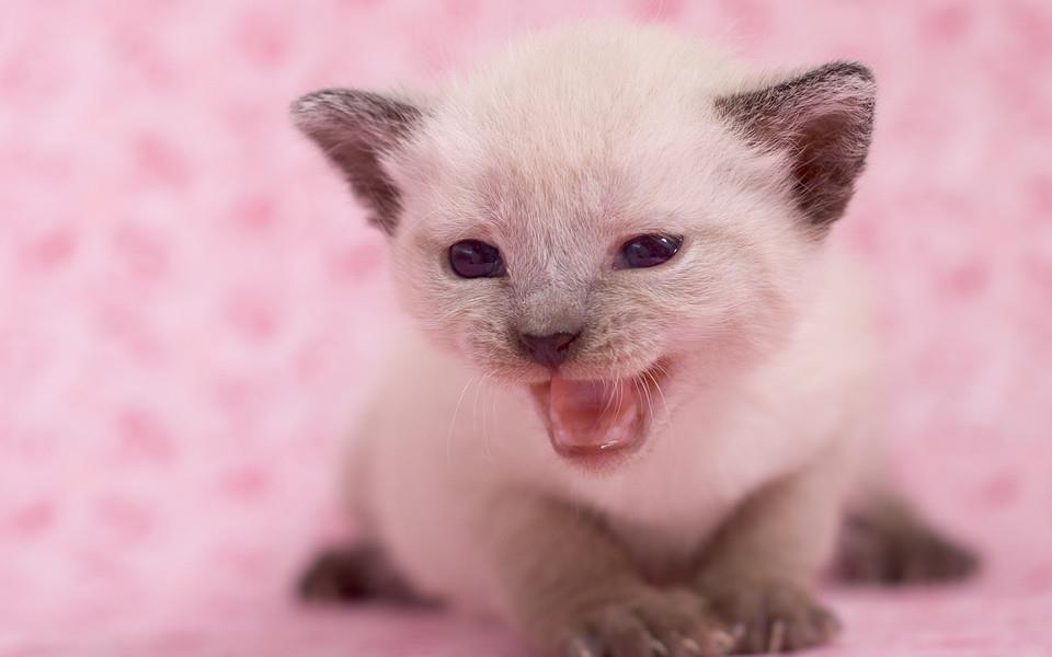 可爱萌宠图片 非常可爱的萌宠图片分享