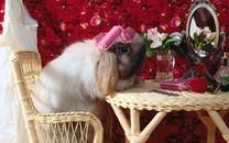 可爱小兔子图片 可爱小兔子图片大全2