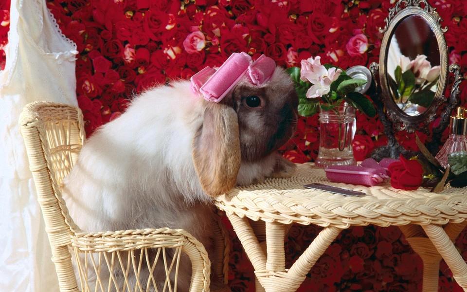 可爱小兔子图片 可爱小兔子图片大全2