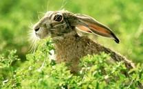 可爱小兔子图片 可爱小兔子图片大全2