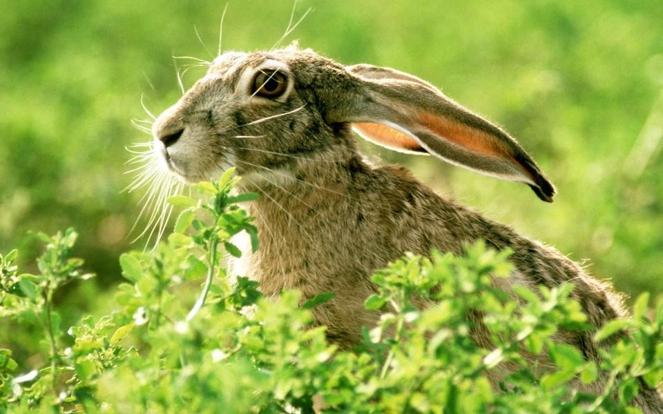 可爱小兔子图片 可爱小兔子图片大全2