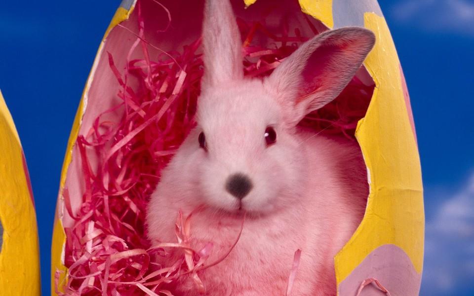 可爱小兔子图片 可爱小兔子图片大全2