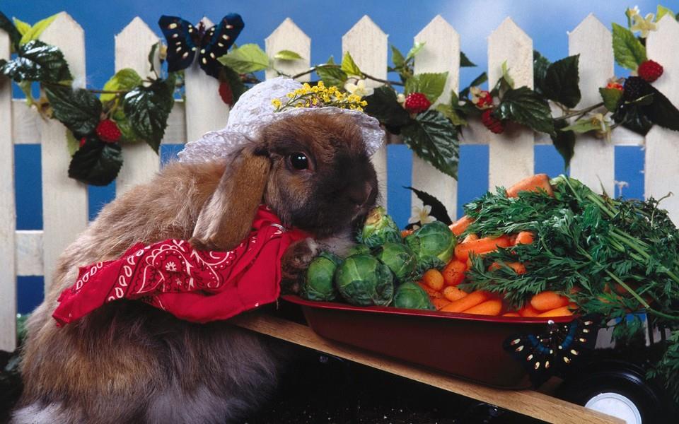 可爱小兔子图片 可爱小兔子图片大全2