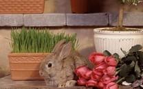 可爱小兔子图片 可爱小兔子图片大全2