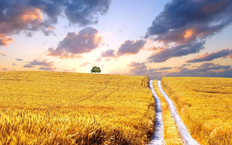 麦田海洋图片 麦田海洋图片大全