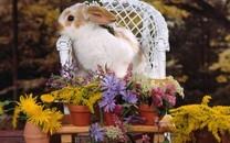 可爱小兔子图片 可爱小兔子图片大全2