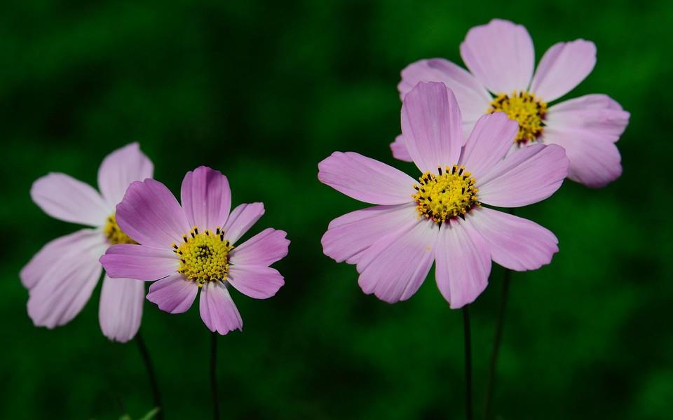 格桑花图片 高清格桑花图片分享