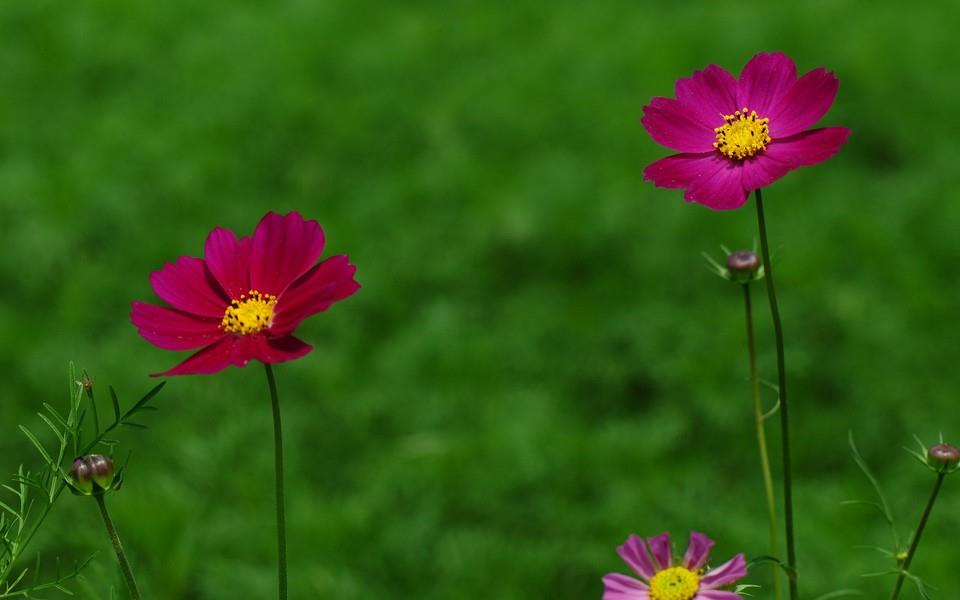 格桑花图片 高清格桑花图片分享