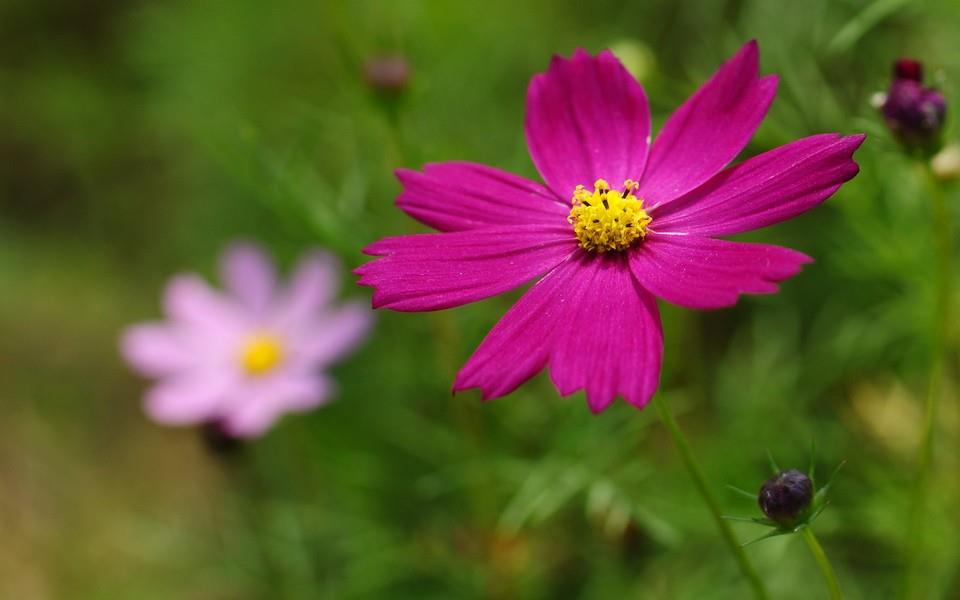 格桑花图片 高清格桑花图片分享