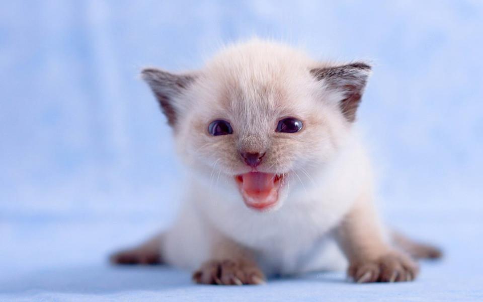 可爱的折耳猫图片