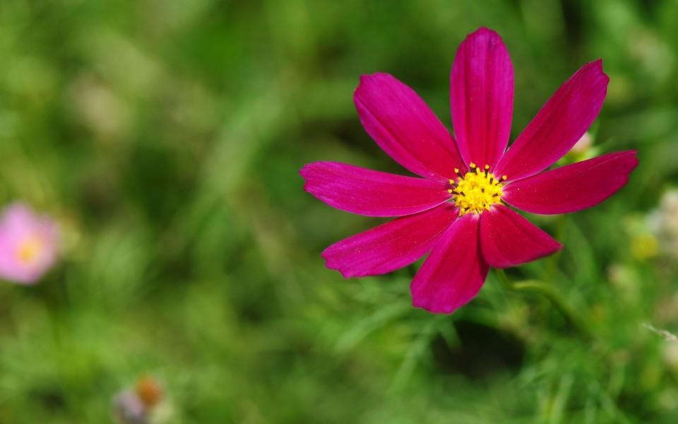 格桑花图片 高清格桑花图片分享