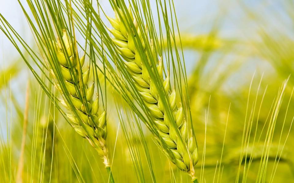 麦田海洋图片 麦田海洋图片大全