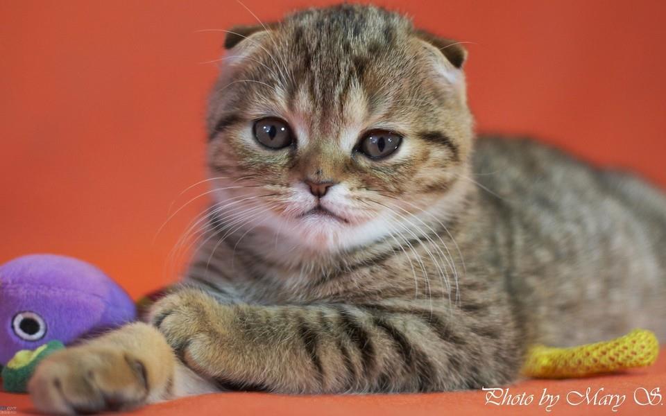可爱的折耳猫图片