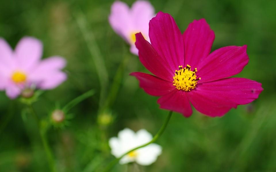 格桑花图片 高清格桑花图片分享