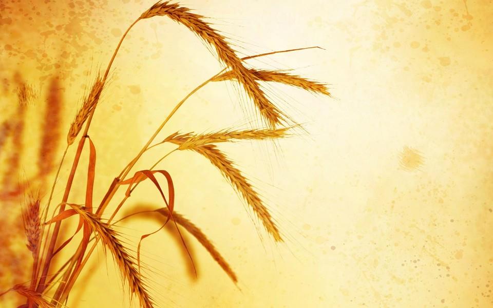 麦田海洋图片 麦田海洋图片大全