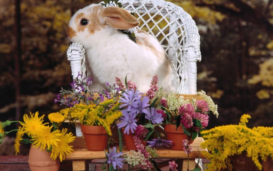 可爱小兔子图片 可爱小兔子图片大全2