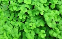 绿色叶子图片 绿色叶子图片大全