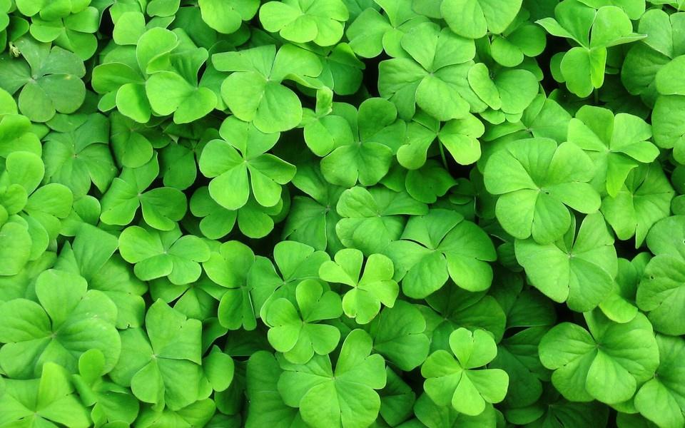 绿色叶子图片 绿色叶子图片大全