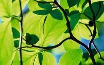 绿色叶子图片 绿色叶子图片大全