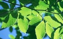 绿色叶子图片 绿色叶子图片大全