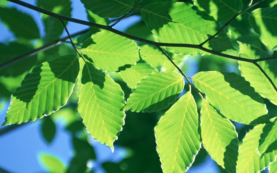 绿色叶子图片 绿色叶子图片大全