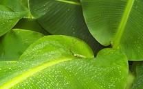 绿色叶子图片 绿色叶子图片大全