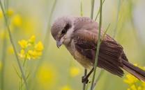 鸟语花香图片 鸟语花香图片大全