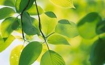 绿色叶子图片 绿色叶子图片大全