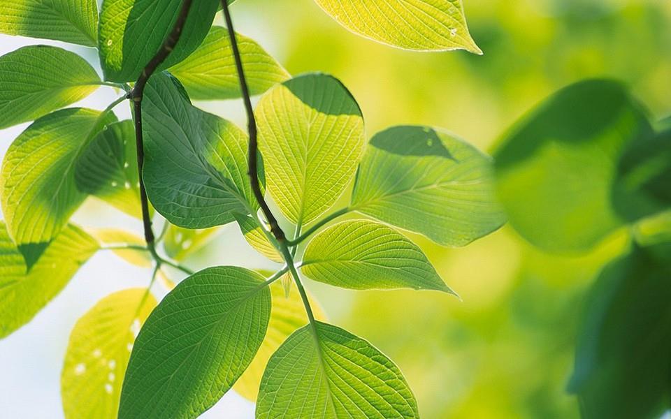 绿色叶子图片 绿色叶子图片大全