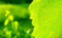 绿色叶子图片 绿色叶子图片大全