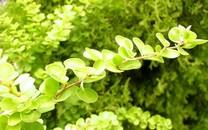 绿色叶子图片 绿色叶子图片大全